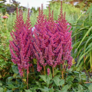 Astilbe chinensis 'Visions'; Hiina astilbe 'Visions'