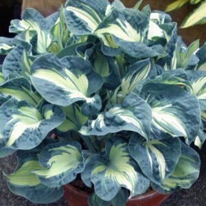 Hosta sieboldiana 'Golden Meadows'; sinihall hosta 'Golden Meadows'