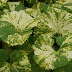 Petasites japonicus 'Nishiki-Buki'; jaapani katkujuur 'Nishiki-Buki'