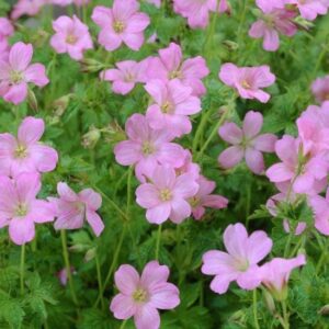 Geranium endressii 'Wargrave Pink'; Endressi kurereha 'Wargrave Pink'