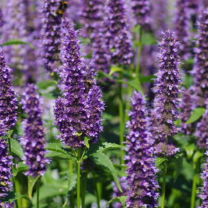 Agastache rugosa 'Little Adder'; kurd-hiidiisop 'Little Adder'