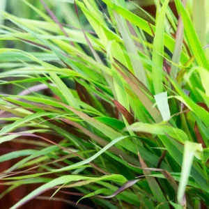 Hakonechloa macra 'Beni Kaze'; ainuroog 'Beni Kaze'