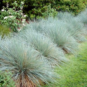 Helictotrichon sempervirens; igihaljas kaerand