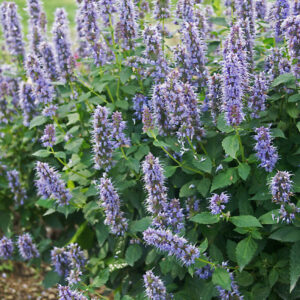 Agastache foeniculum 'Blue Fortune'