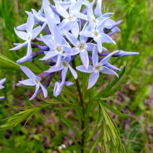 Amsonia ciliata