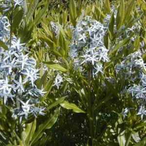 Amsonia tabernaemontana var. salicifolia