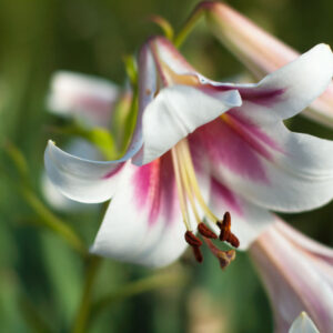 Lilium 'Daugmales Pilskalns' UUS!