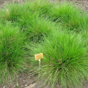 Deschampsia cespitosa 'Palava'; luht-kastevars 'Palava'