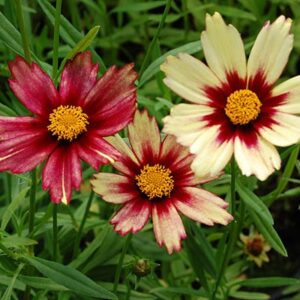 Coreopsis 'Redshift'; neiusilm 'Redshift'