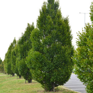 Carpinus betulus ‘Fastigiata’ UUS!