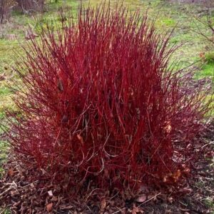 Cornus sericea 'Kelseyi'