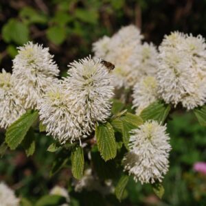 Fothergilla major