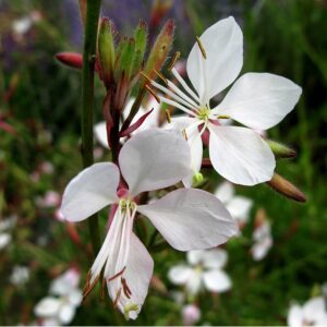 Gaura lindheimeri 'Whirling Butterflies'; harilik kalevikepp 'Whirling Butterflies'