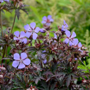 Geranium pratense 'Midnight Reiter'; aas-kurereha 'Midnight Reiter'