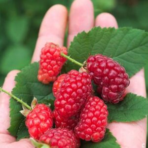 Vampel ‘Bounty Berry’ UUS!