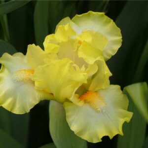 Iris 'Blissful'