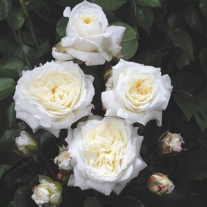 Roos Rose 'Alabaster'