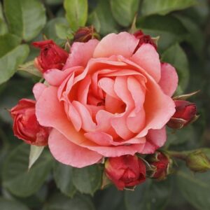 Roos Rosa Rose 'Amber Bay'