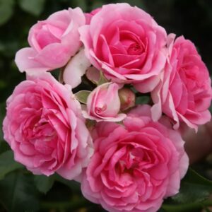 Roos Rosa Rose 'Amica'