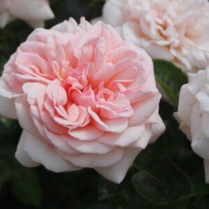 Roos Rosa Rose 'Aphrodite'