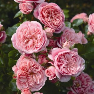 Roos Rosa Rose 'Bailando'