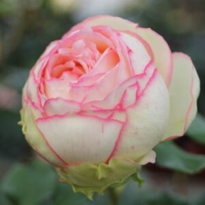 Roosa Rosa Rose 'Biedermeier'