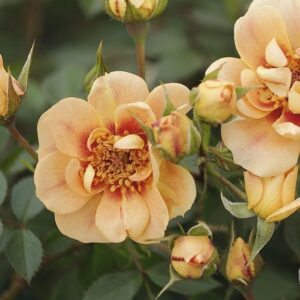 Roos Rosa Rose 'Bienenweide Bernstein' / Bees Paradise Rose Bernstein'