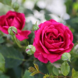 Roos Rose 'Alliance'