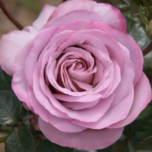 Roosa Rosa Rose 'Blue Girl'