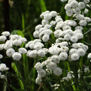 Achillea ptarmica võsa-raudrohi 'Noblessa'