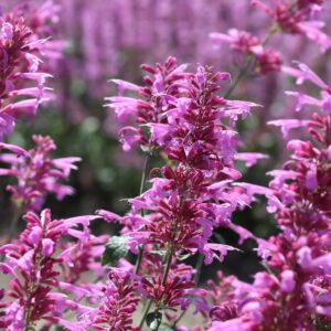Agastache cana 'Heather Queen'; hall hiidiisop 'Heather Queen'