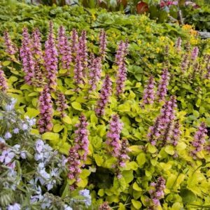 Ajuga reptans ‘Gold Chang’; roomav akakapsas 'Gold Chang'