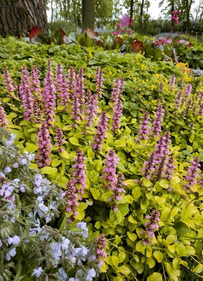 Ajuga reptans ‘Gold Chang’; roomav akakapsas 'Gold Chang'