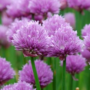 Allium schoenoprasum; murulauk