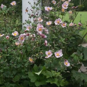 Anemone tomentosa 'Robustissima'; viltjas villülane 'Robustissima'