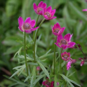 Anemone multifida 'Rubra'; lõhislehine ülane 'Rubra'
