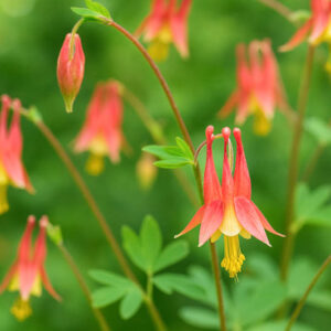 Aquilegia canadensis; kanada kurekell