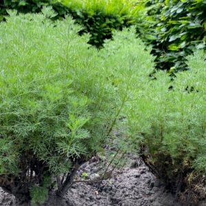 Artemisia abrotanum 'Coca Cola'; sidrunpuju 'Coca Cola'