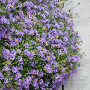 Aster oblongifolius / Symphyotrichum oblongifolium 'October Skies'; lõhnav sügisaster 'October Skies'