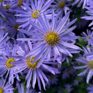 Aster amellus 'Rudolf Goethe'; amellaster 'Rudolf Goethe'