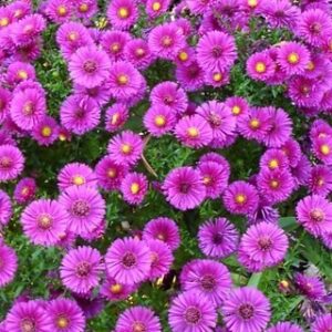 Aster dumosus / Symphyotrichum dumosum 'Starlight'; madal sügisaster 'Starlight'