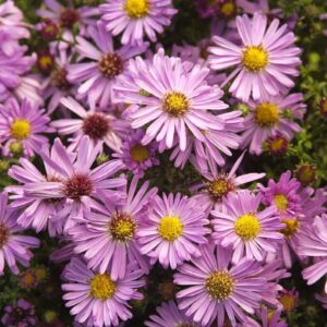 Aster dumosus / Symphyotrichum dumosum 'Wood's Pink'; madal sügisaster 'Wood's Pink'