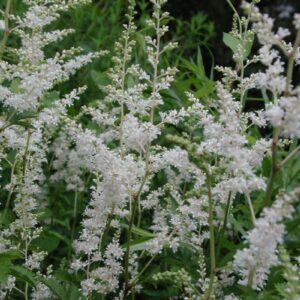 Astilbe arendsii 'Mont Blanc'; Arendsi astilbe 'Mont Blanc'