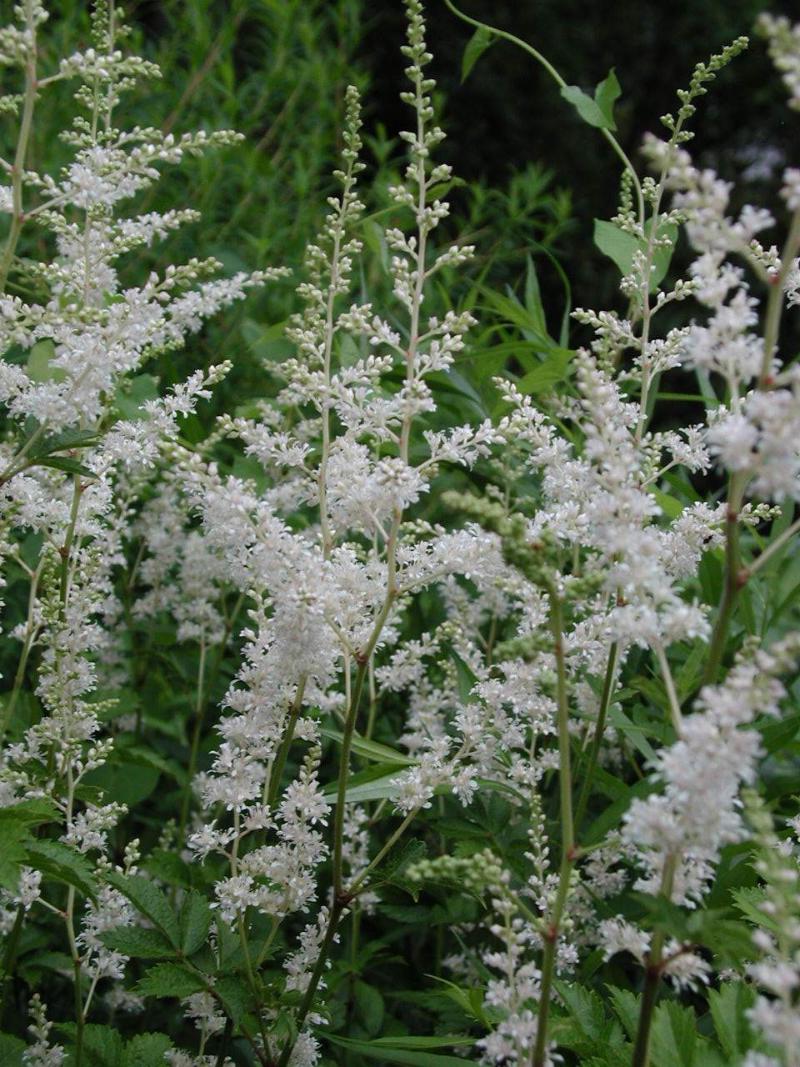 Astilbe arendsii 'Mont Blanc'; Arendsi astilbe 'Mont Blanc'