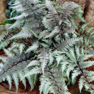 Athyrium niponicum var. pictum; nipponi naistesõnajalg