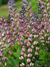 Baptisia 'Pink Truffles'; baptiisia 'Pink Truffles'
