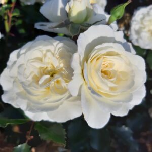 Roosa Rosa Rose 'Bounty'