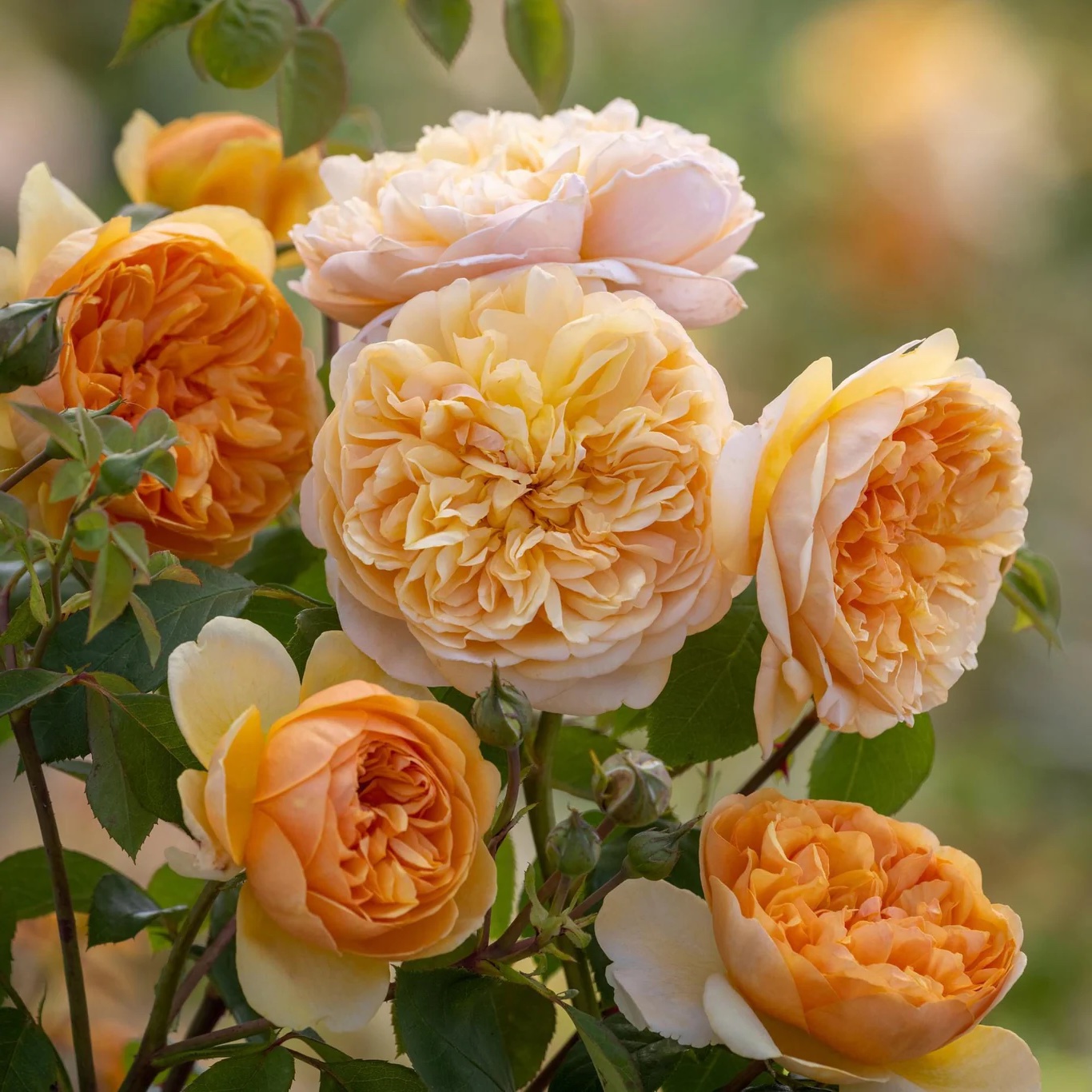 Bring me Sunshine - Image 2