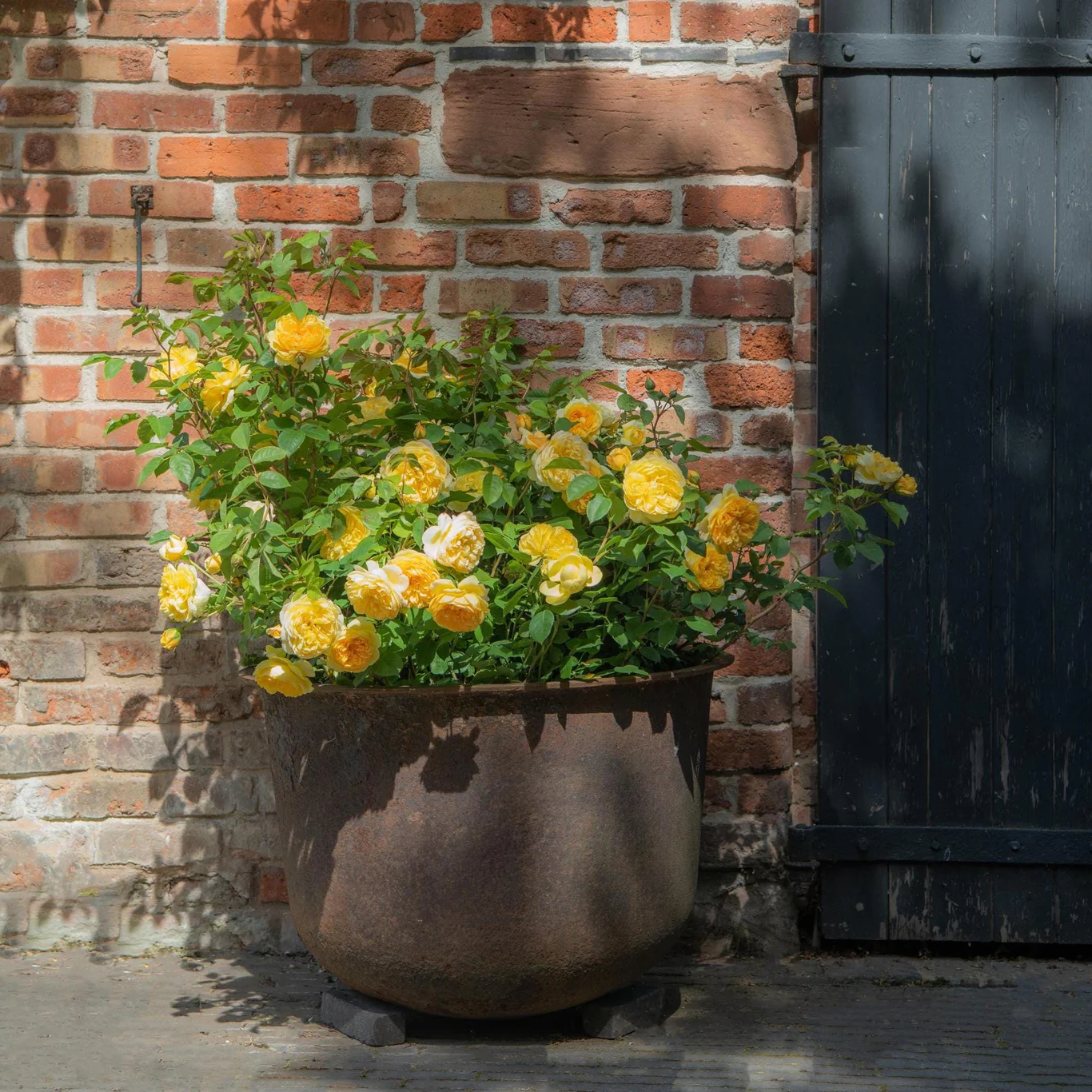 Roosa Rosa Rose 'Bring Me Sunshine'