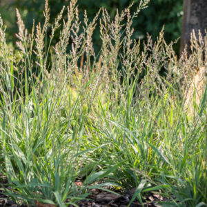 Calamagrostis 'Cheju Do'; kastik 'Cheju Do'